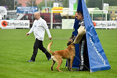 Omen vom Mecklenburger Büffel