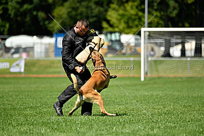 Omen vom Mecklenburger Büffel