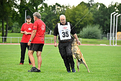 Omen vom Mecklenburger Büffel