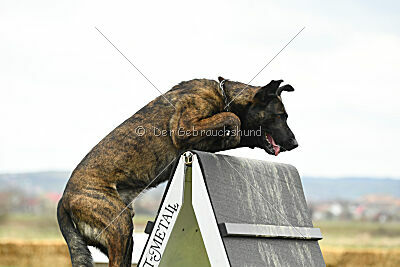 One Shot des Soldats de Krist Ale