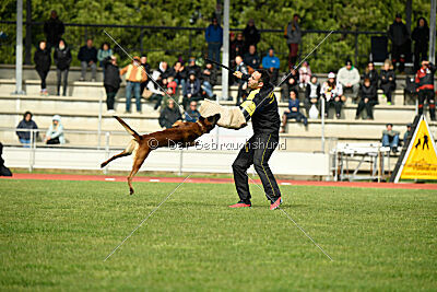 Onyx Clever Fox