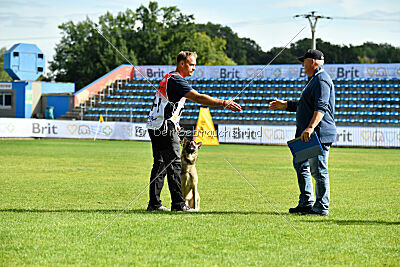 Orus des pas des bêtes
