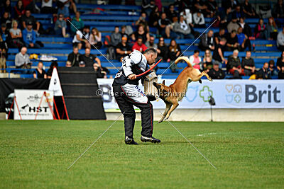 Orus des pas des bêtes