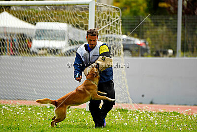 Orus des pas des bêtes