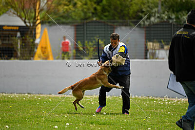 Orus des pas des bêtes