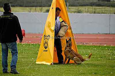 Orus des pas des bêtes