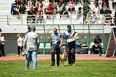 Orus des pas des bêtes