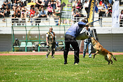 Orus des pas des bêtes