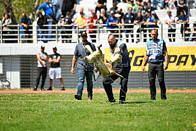 Orus des pas des bêtes