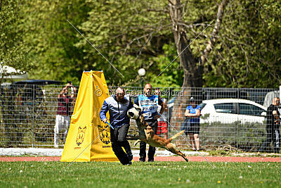 Orus des pas des bêtes