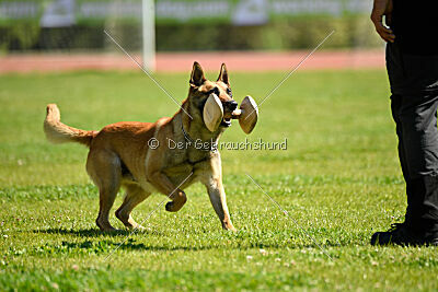 Orus des pas des bêtes