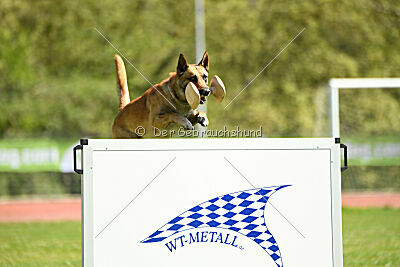 Orus des pas des bêtes