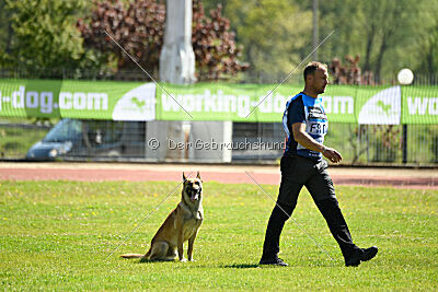 Orus des pas des bêtes