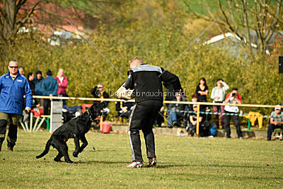 Othello vom Lindelbrunn