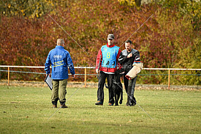 Othello vom Lindelbrunn