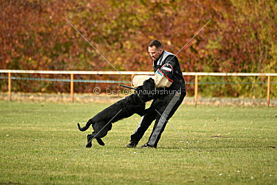 Othello vom Lindelbrunn