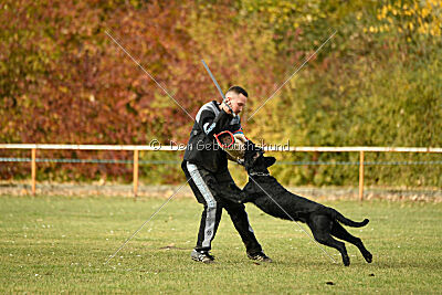 Othello vom Lindelbrunn