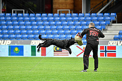 Pantera iz Vorta Wernogo