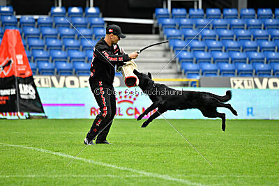 Pantera iz Vorta Wernogo