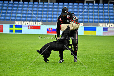 Pantera iz Vorta Wernogo