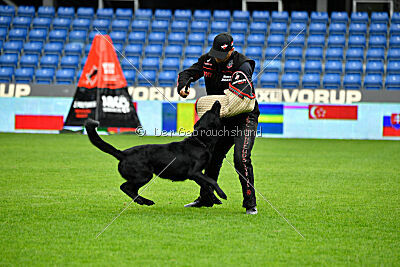 Pantera iz Vorta Wernogo