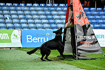 Pantera iz Vorta Wernogo