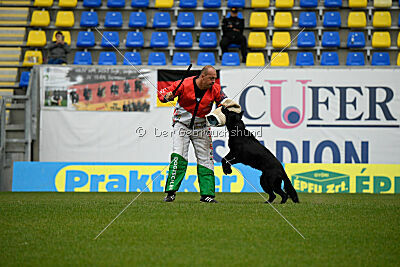 Pantera iz Vorta Wernogo