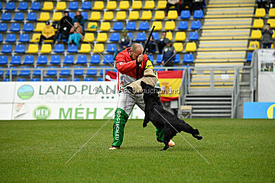 Pantera iz Vorta Wernogo