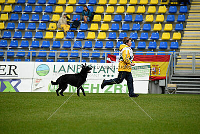 Pantera iz Vorta Wernogo