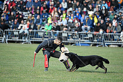 Panther z Berounské basty