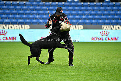 Panther z Berounské bašty