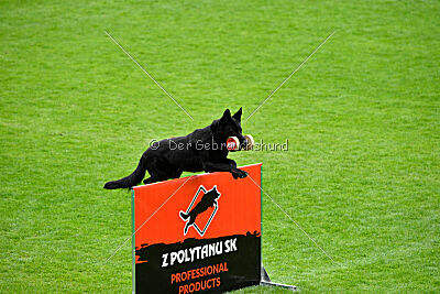 Panther z Berounské bašty