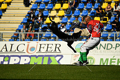 Panther z Berounské bašty