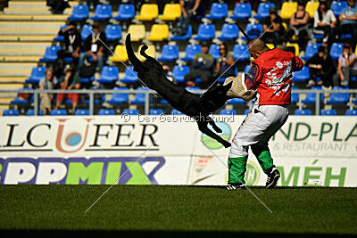 Panther z Berounské bašty