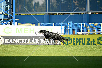 Panther z Berounské bašty