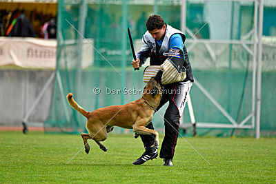 Parendo Vinces Alexander