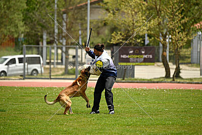 Parendo Vinces Always Dare