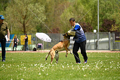 Parendo Vinces Always Dare