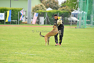 Parendo Vinces Fortunae Filius