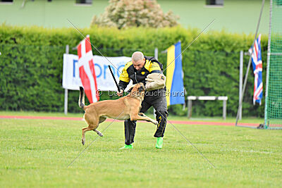 Parendo Vinces Fortunae Filius