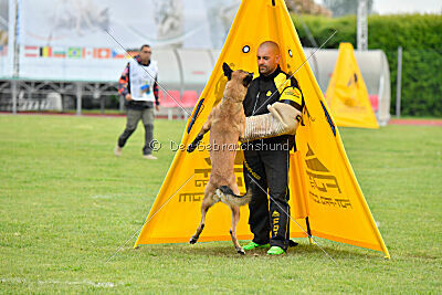 Parendo Vinces Fortunae Filius