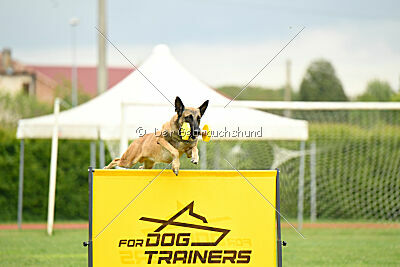 Parendo Vinces Fortunae Filius