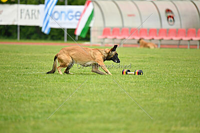 Parendo Vinces Fortunae Filius