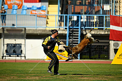 Perfect Rocket de la Rouquine