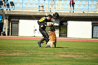 Perfect Rocket de la Rouquine