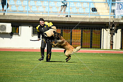 Perfect Rocket de la Rouquine