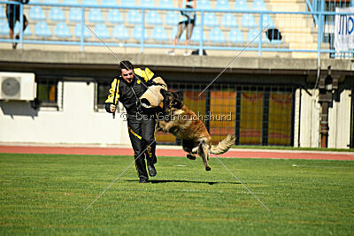 Perfect Rocket de la Rouquine