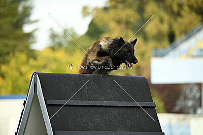 Perfect Rocket de la Rouquine