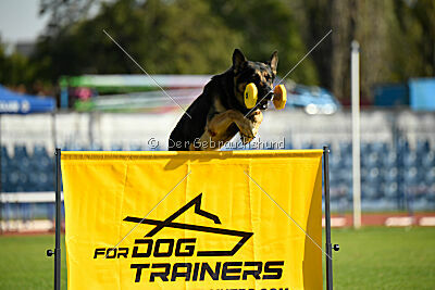 Phil vom Kämpferherz