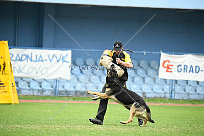 Phil vom Kämpferherz